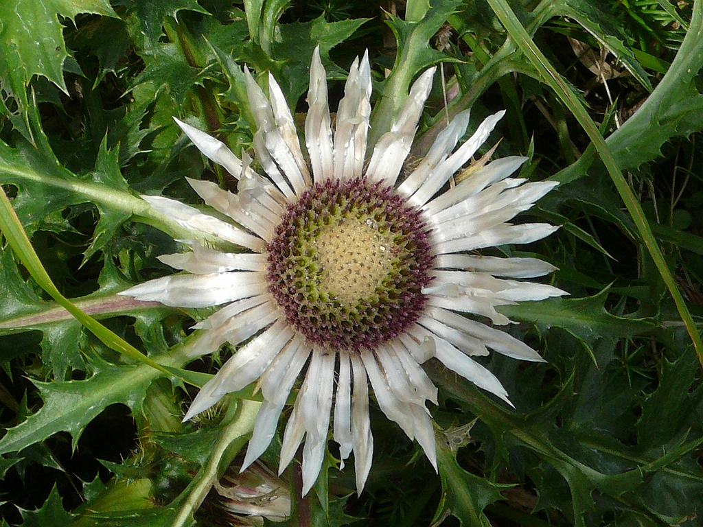 P1110215.JPG
