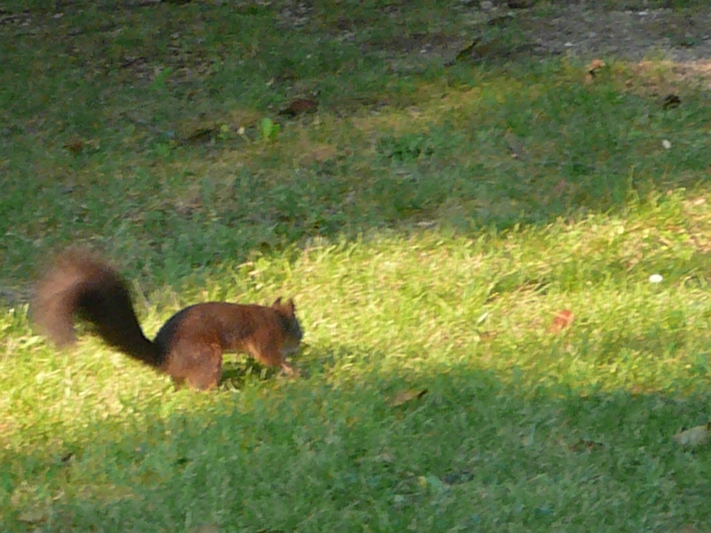 P1110994.JPG