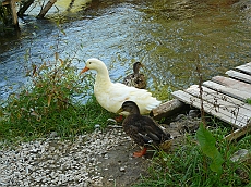 P1060190